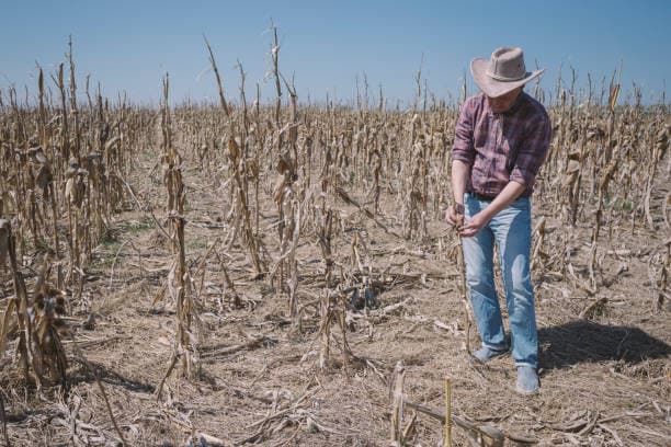 Propane Demand for Crop Drying in the U.S. Faces Variability Amid Dry Conditions