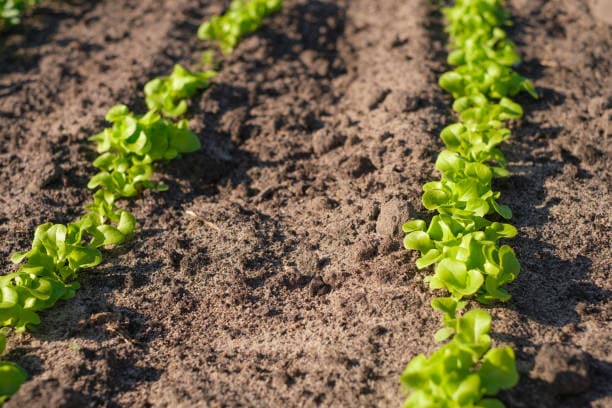 Global Clean Energy Breaks Records with Largest Camelina Crop Acreage Worldwide