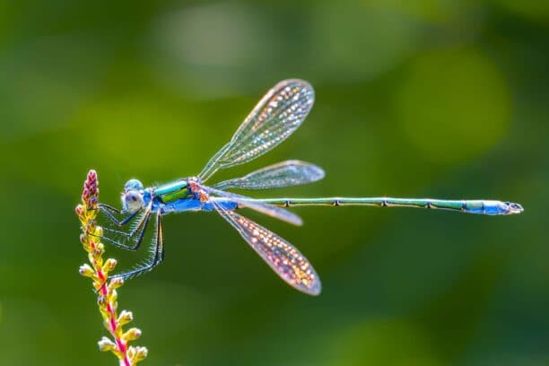 Strategies for Flourishing in a Dynamic Business Environment