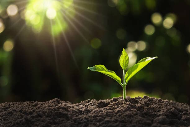 Nurturing Growth Through Purposeful Behaviors